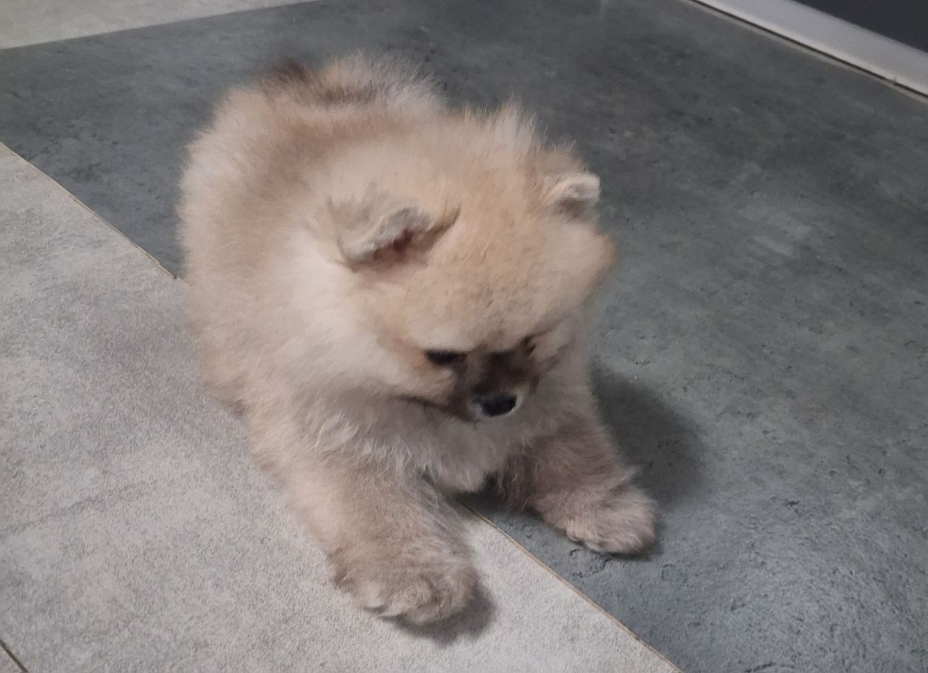 Szpic miniaturowy pomeranian