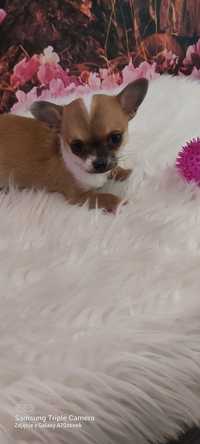 Chihuahua piesek szczeniaczek
