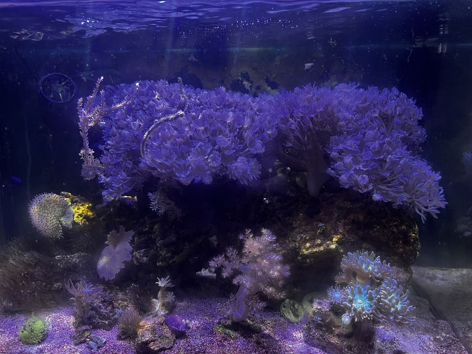 Ksenia pulsujaca koralowiec miekkie. Akwarium Morskie