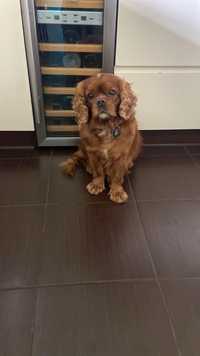 Repeoduktor Cavalier King Charles Spaniel