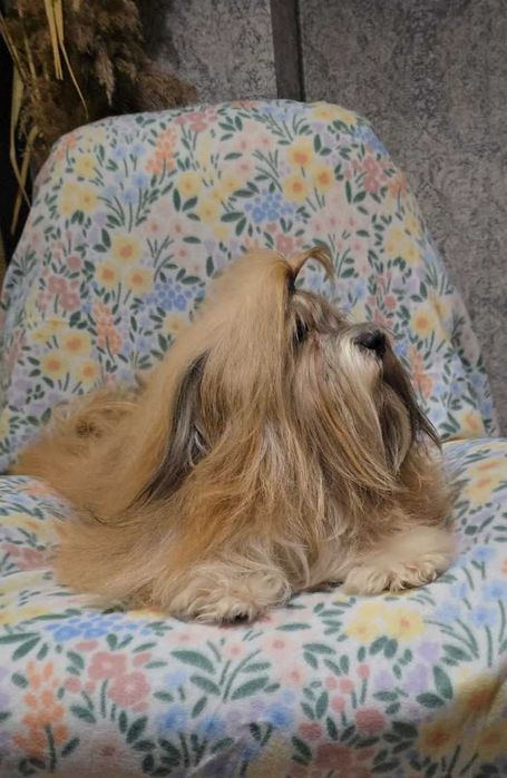 Hawańczyk, piękne umaszczenie chłopak Bigi