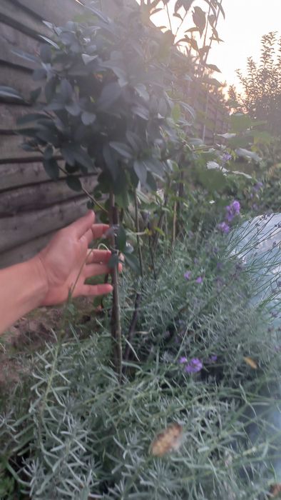 Сакура ,глід,верби,піони,барбариси,гортензії,дієрвілла,піроканта і т.д