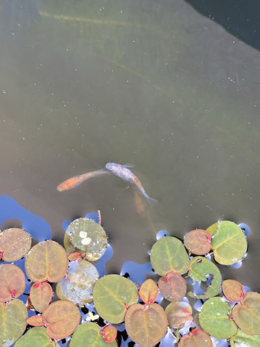 Peixes do Arroz Medaka – Lindos, resistentes e fáceis de criar