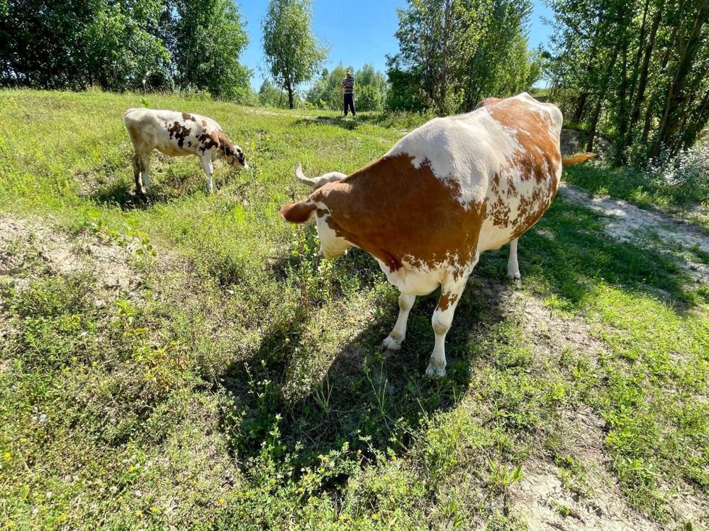 Домашнє молоко та молочна продукція