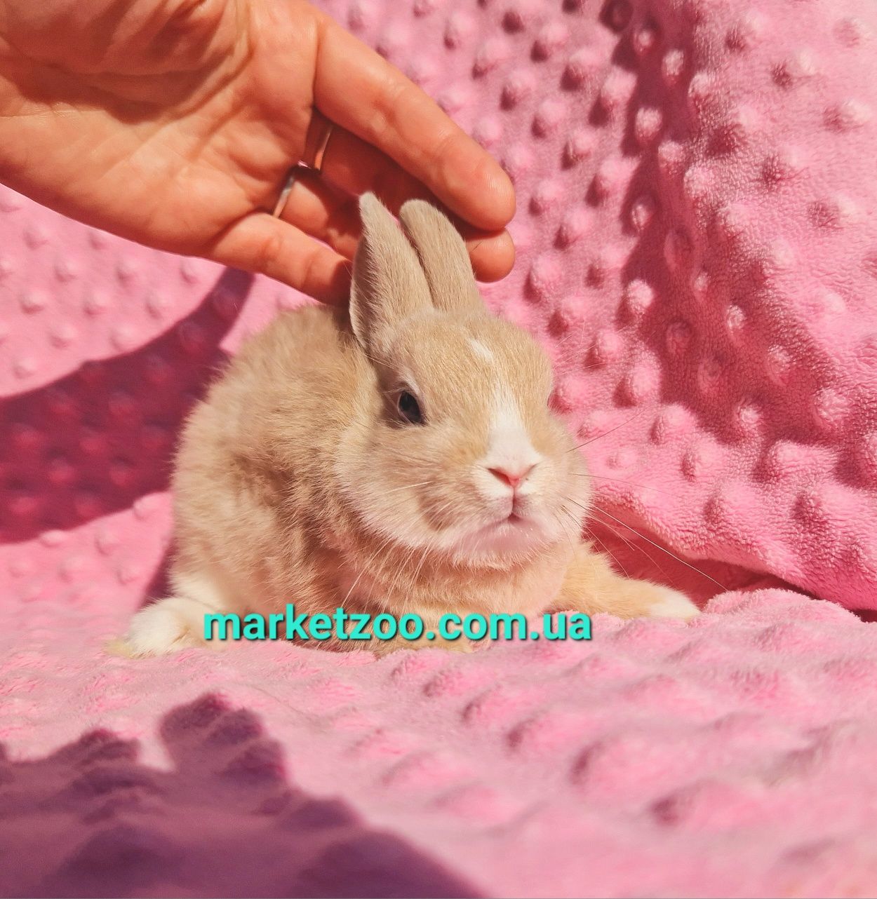 Мини міні netherlandНідерландський,нидерландский карликовые кролики