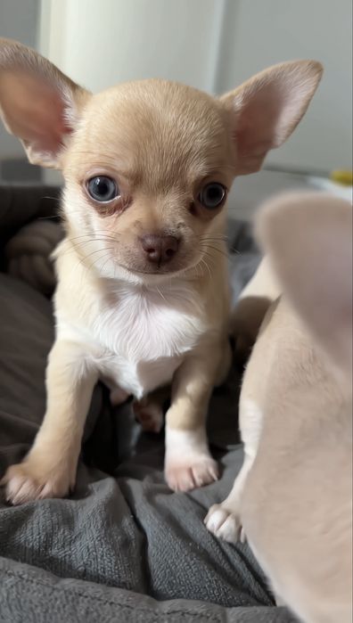 Chihuahua piesek