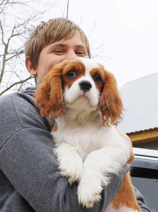 Кавалер - найкращій компаньон.