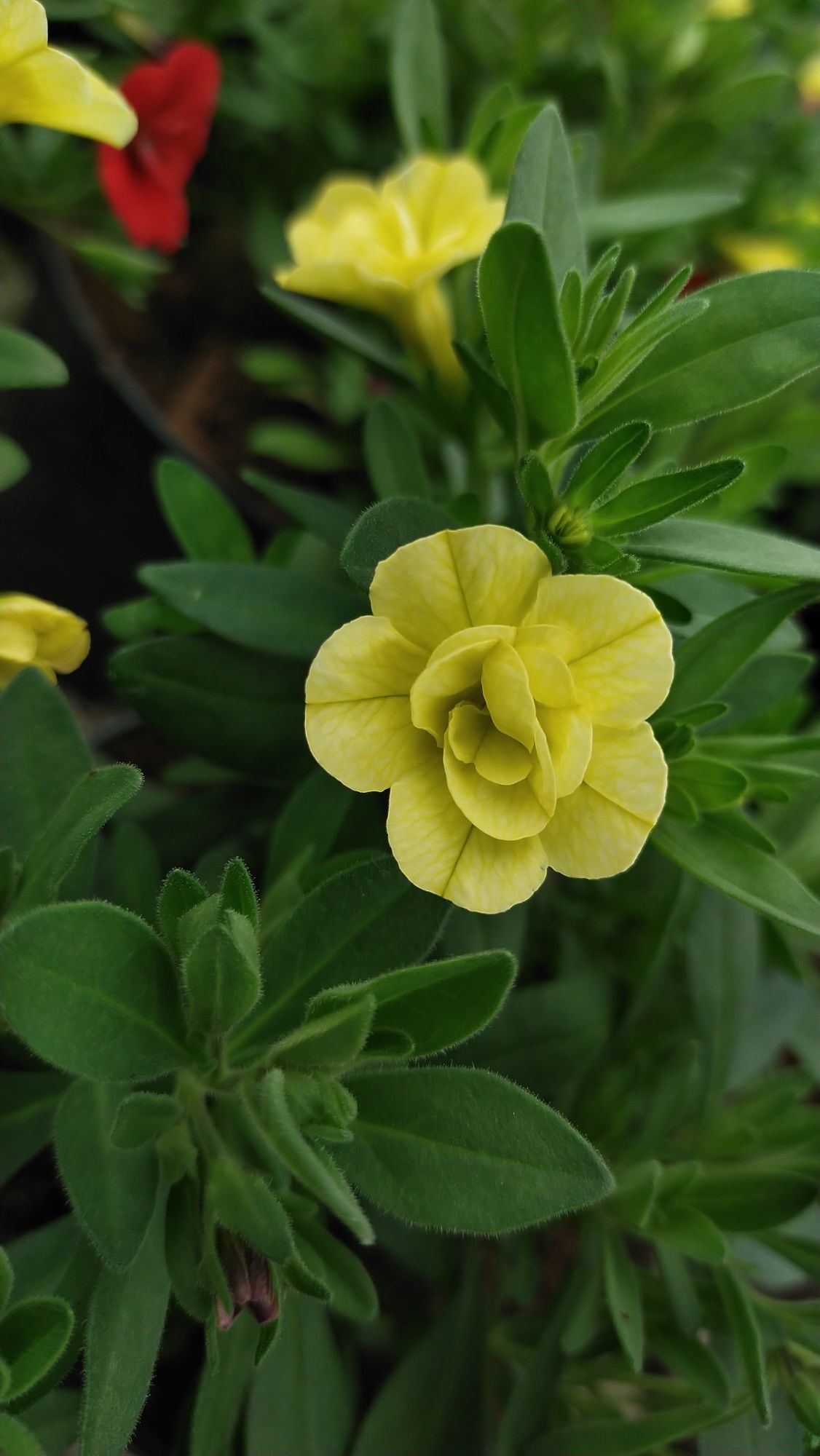 Pelargonie, Surfinie, Petunie, Werbeny i wiele innych