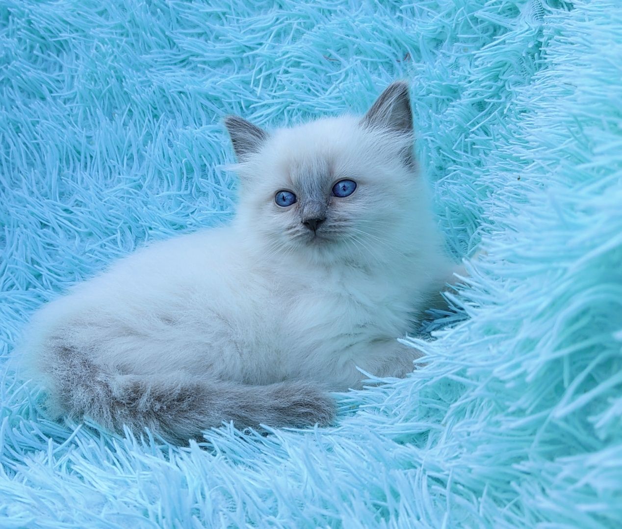 Kotka Ragdoll      .