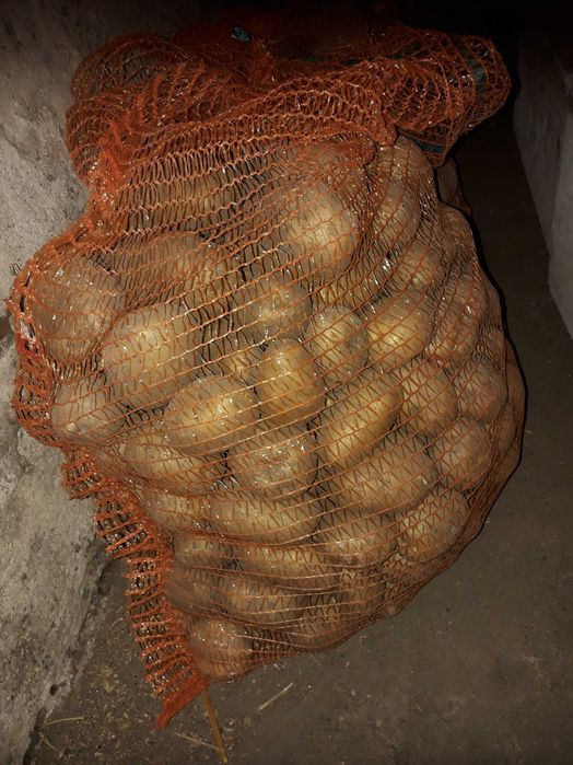 Sprzedaż ziemniaków odmiany Vineta oraz Satina