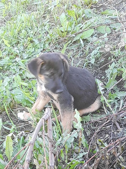 Suczki kundelki małe