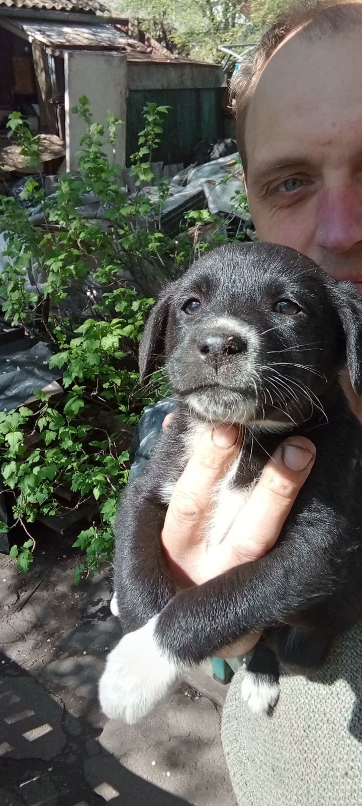 Продам щенков породи БОРДЕР!