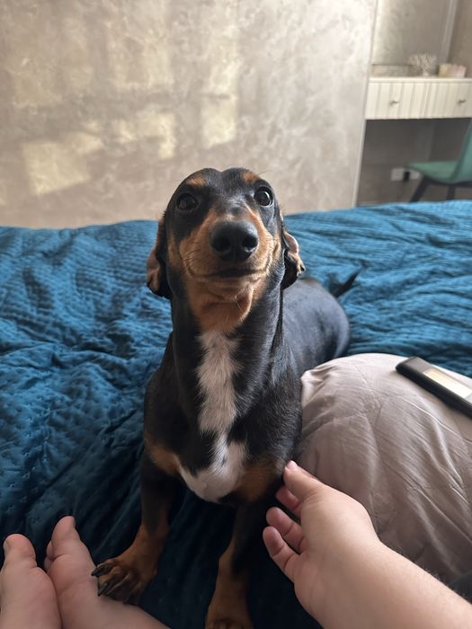 Віддам в добрі руки таксу карликову