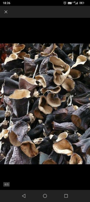 Uszak bzowy suszony ( grzyby mun) 50 gr