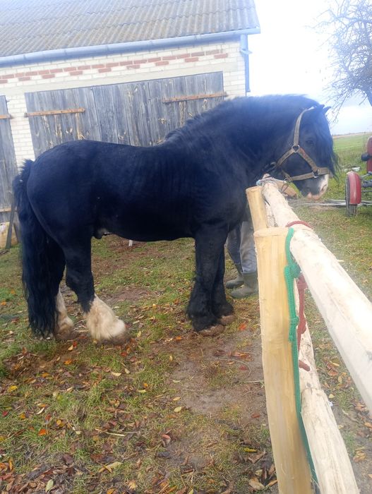 Ogier z licencją pkz