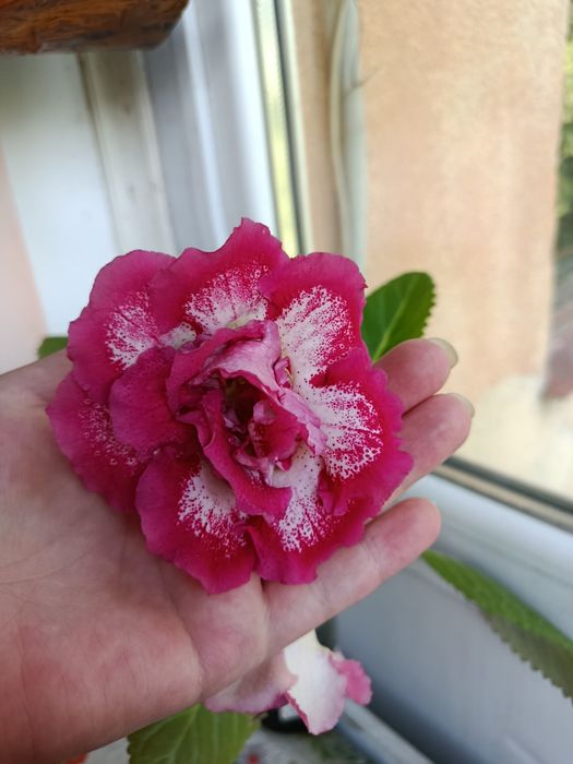 Глоксиния ЛАВ Мила