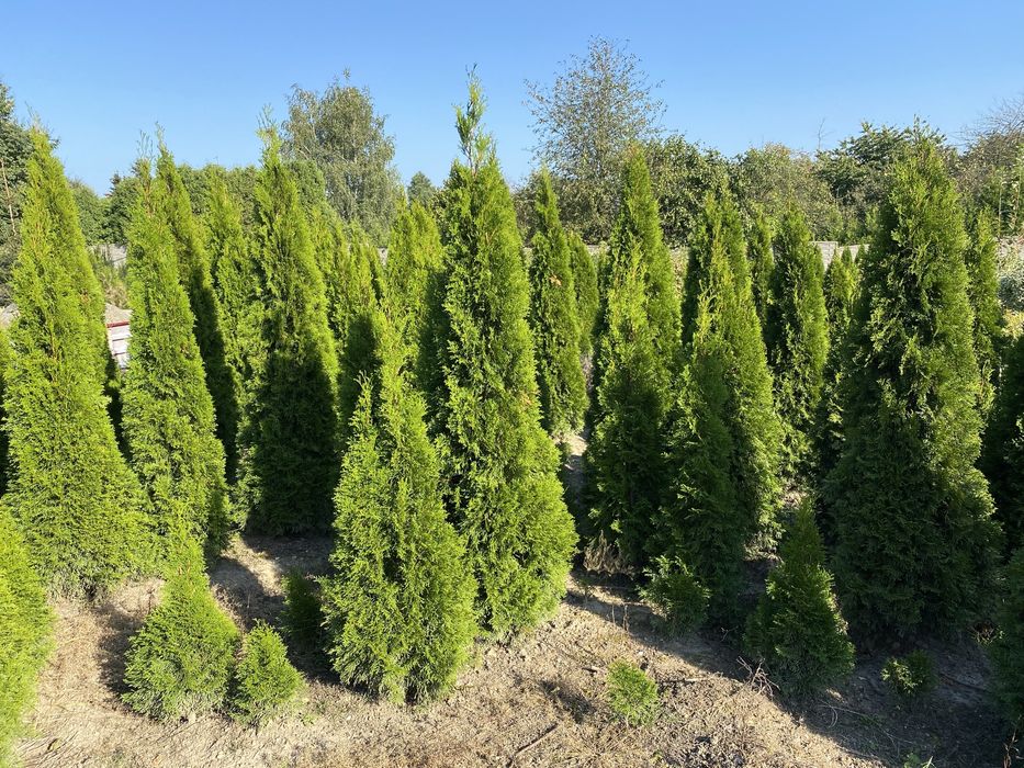 Tuja Szmaragd 120cm.