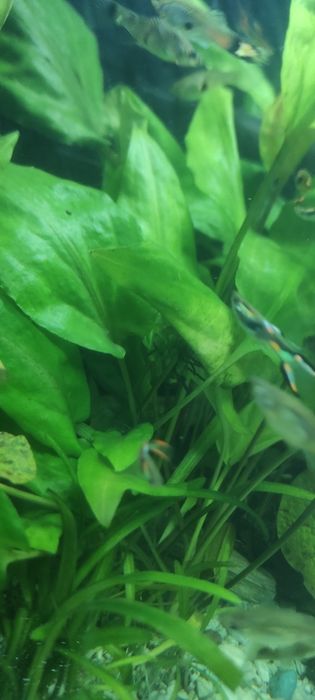 Roslinki do akwarium