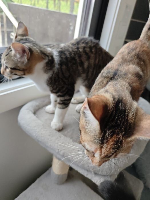 Gatinhos adoráveis para adoção — Macho e Fêmea, 3 meses, inseparáveis