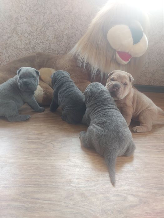 Чудесные щенки шарпея голубого окраса.