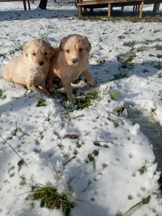 Цуценята Лабладора