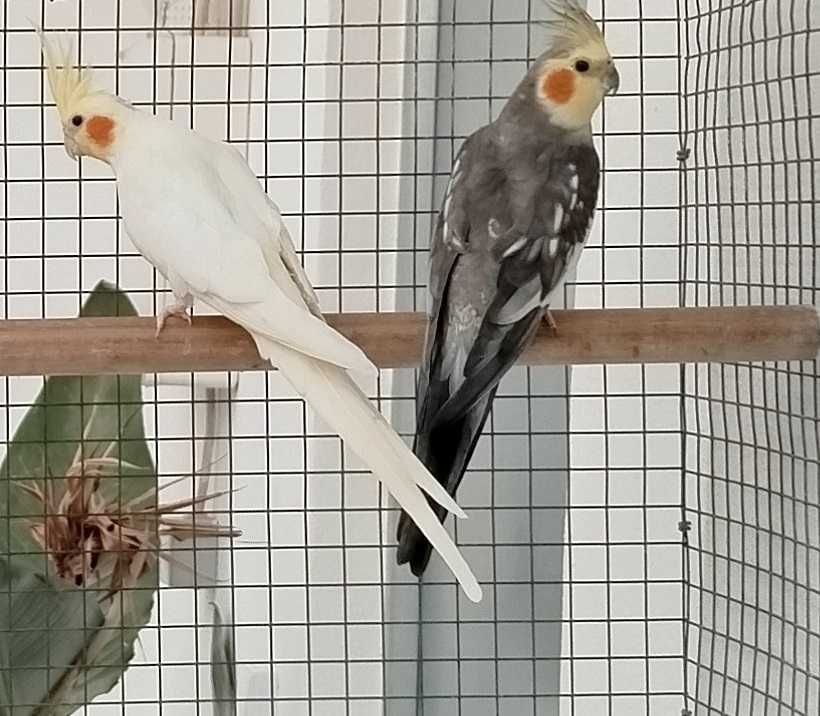 Lote de Aves-Caturras, Roseicollis, Bourkes, Turquoisines, Esplêndidos