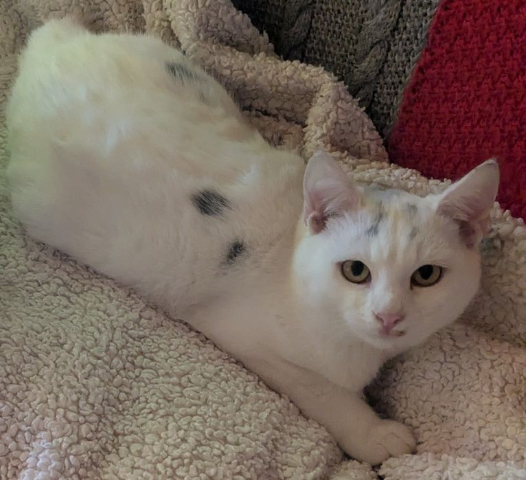 Котик 6 місяців у добрі руки.