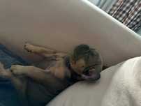 Za darmo buldog francuski Bruno z rodowodem.