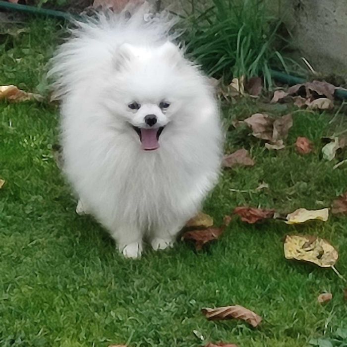 Szpic min. 1,5 roczny piesek /repr .