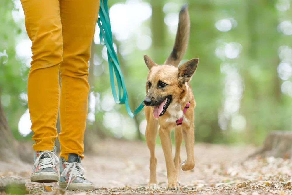 STITCH, roczny psiak w schronisku, adoptuj
