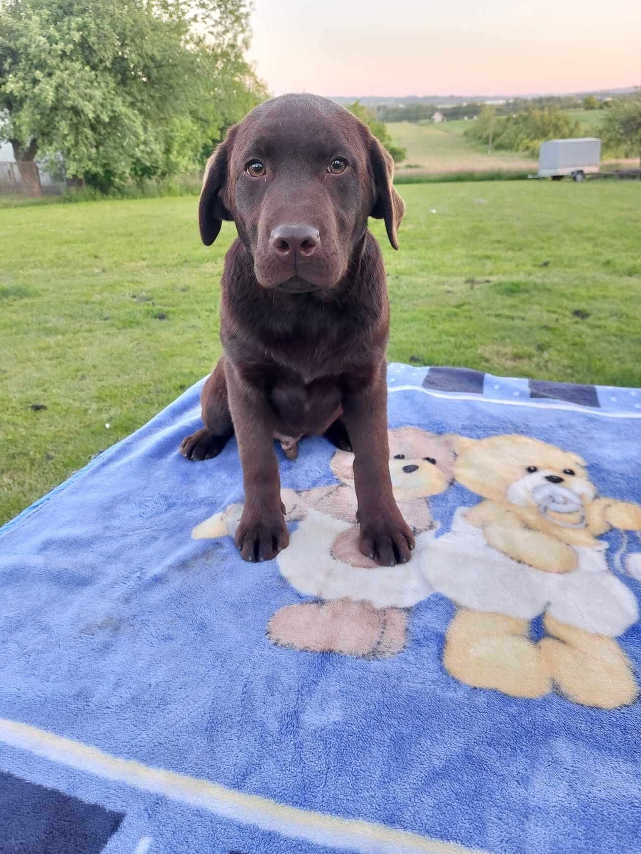 Labrador Retriever - czekoladowy chłopak FCI