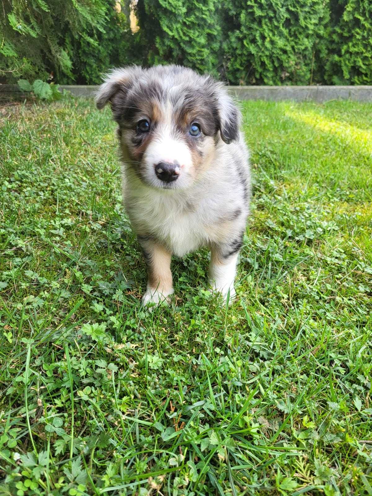 Suczka Border Collie