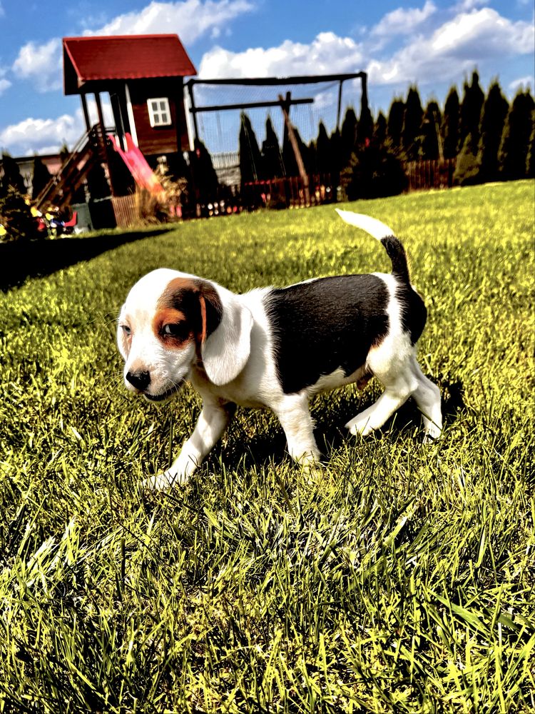 Beagle szczeniak chlopiec