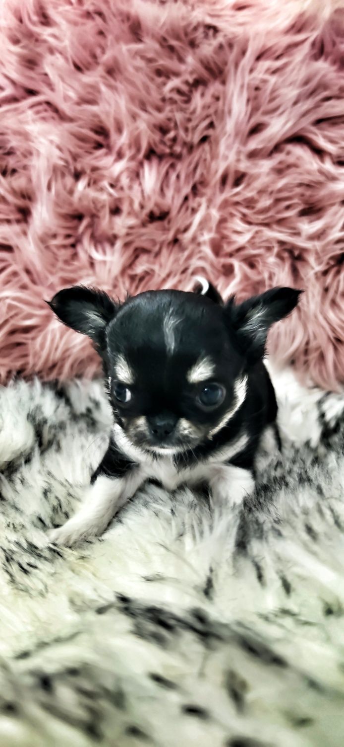 *** Mini Dziewynusia Chihuahua *** Gotowa Do Odbioru ***