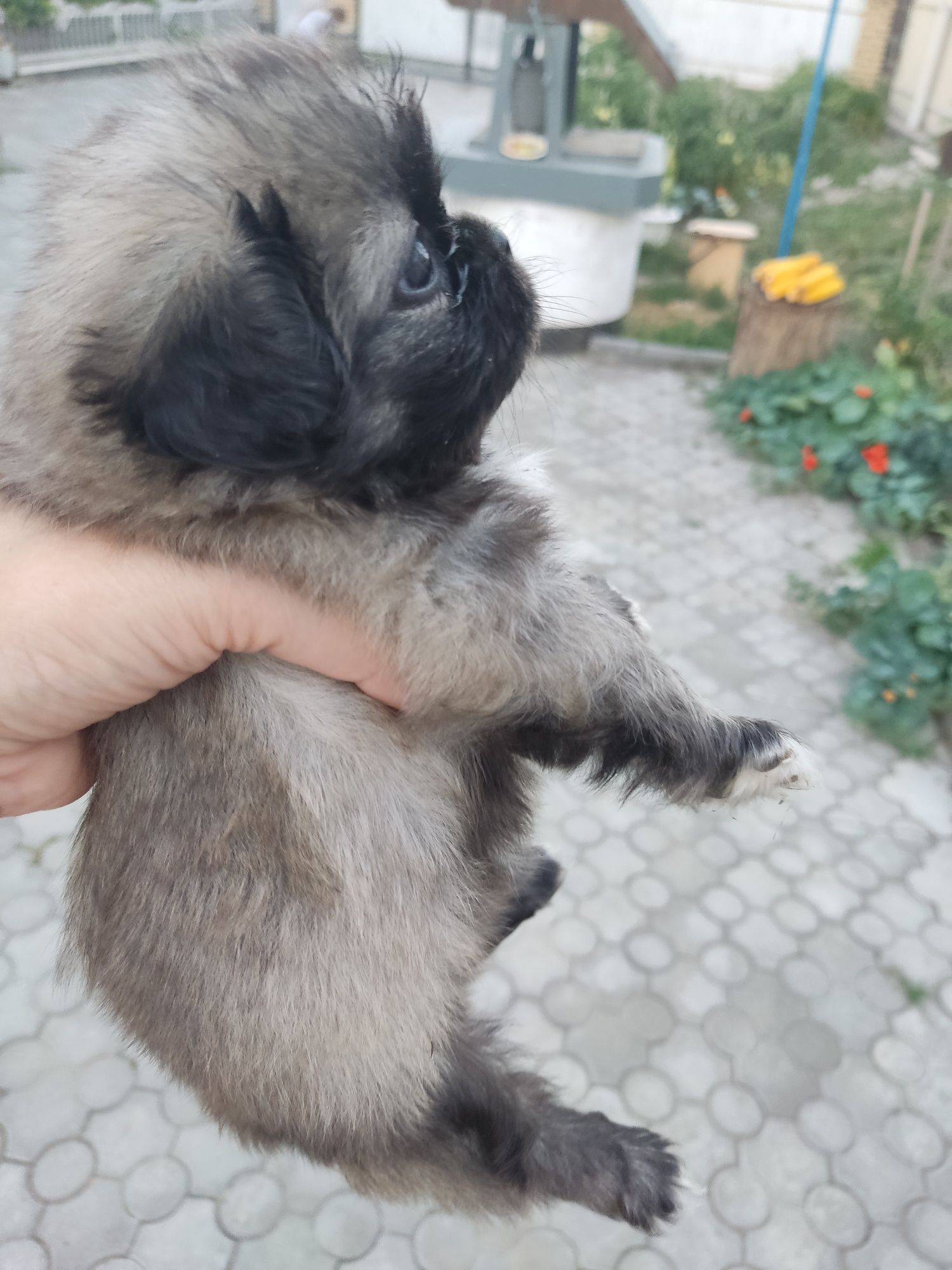 Прийму бронювання на цуценят пекинеса королівського