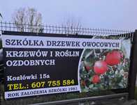 Drzewka owocowe / Szkółka drzew i krzewów owocowych - producent
