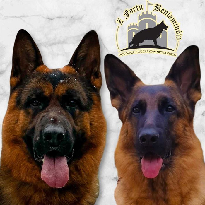 Owczarek Niemiecki Krótkowłosy(suczka 7,5mies) ZKwP