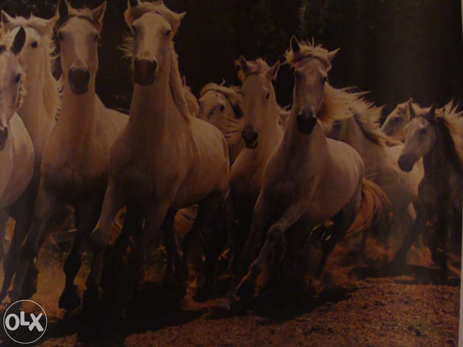 Vendem-se posters antigos, formato A2, diversos