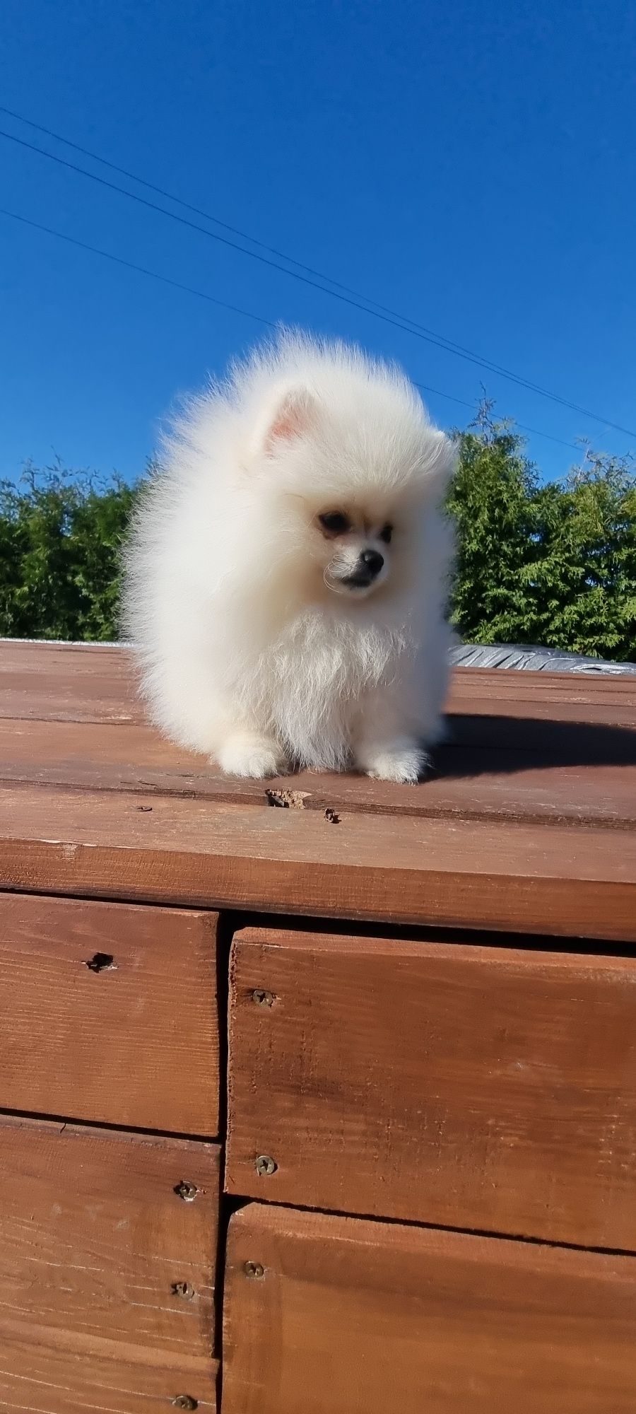 Piesek Szpic miniaturowy pomeranian