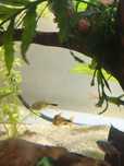 Peixe Hasemania Nana