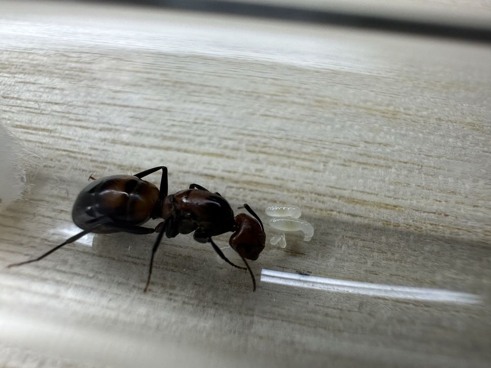 10 q Camponotus nicobarensis