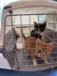 Ruda i tricolor do adopcji DWUPAK 8 tyg