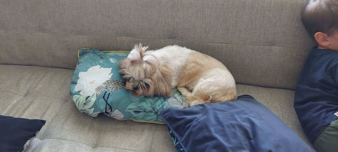 Domowy hotel dla psów Sofi/opieka nad psem/ petsitter