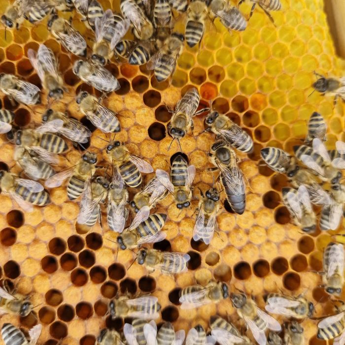 Matki pszczele unasiennione Krainka