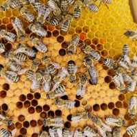Matki pszczele unasiennione Krainka