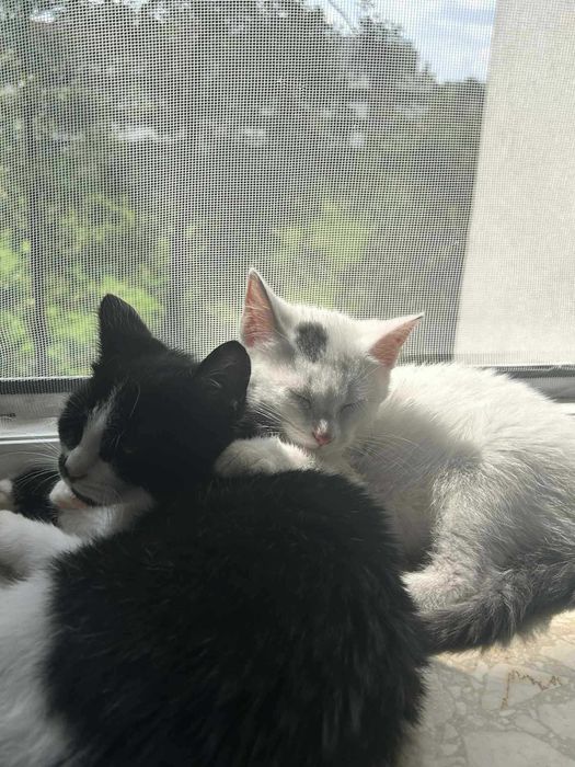 Hakuna Matata, czyli Timon i Pumba mogą zamieszkać w Twoim domu