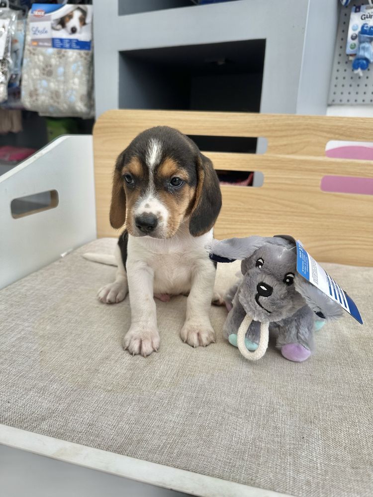 Beagle menino fantastico