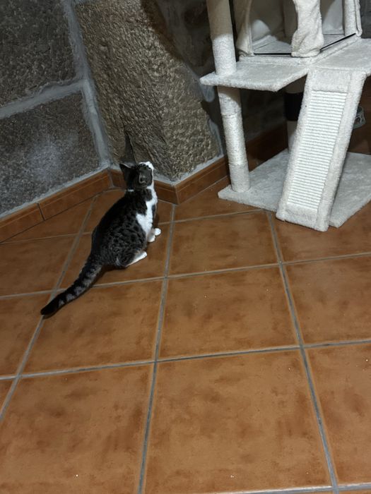 Gratis, Gatinha tigrada