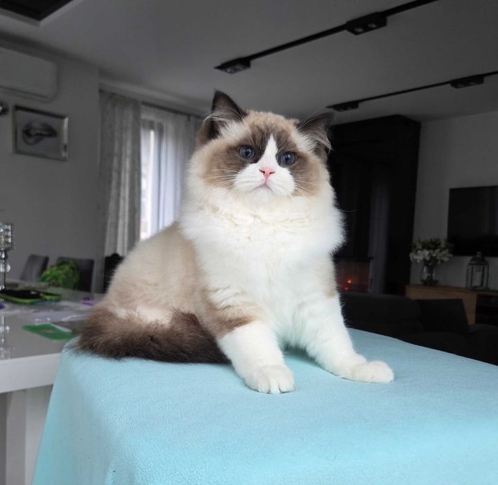 Ragdoll kocur z rodowodem FPL.