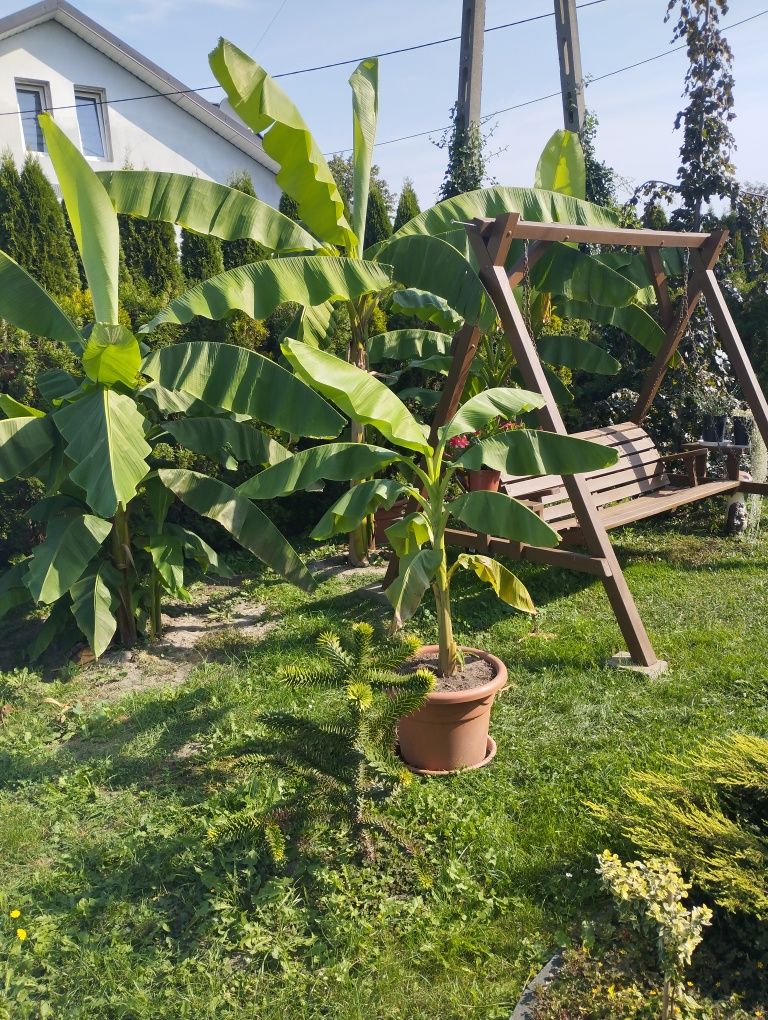 Bananowiec około 150 cm albo 180 i największy 240 cm  awokado 160cm
